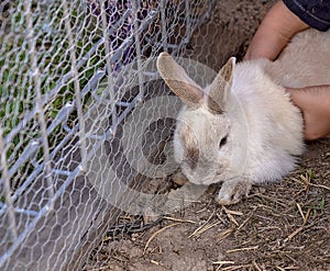 Hands About To Pick Up A Rabbit
