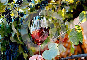 Hands toasting red wine glass at winetasting experience.