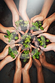 Hands together, dirt and plants growth with sustainability and community work. People, top green leaf and environment