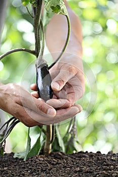 Hands touch eggplant from the plant in vegetable garden, close u