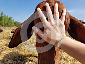Hands touch the head of the calf so that it does not come close.