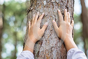 Hands Touch the Pine Tree photo