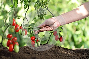 Hands touch plants of cherry tomatoes control quality and cure photo