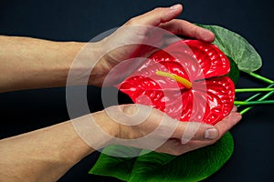 hands touches a red tropical flower on a black background