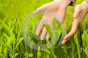 Hands touching green grass