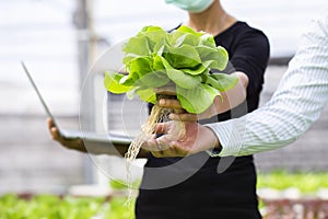 Hands touching non toxic vegetables