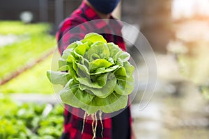 Hands touching non toxic vegetables