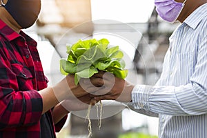 Hands touching non toxic vegetables