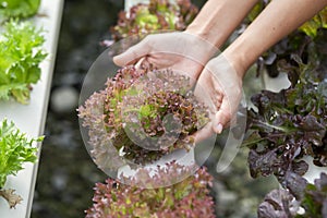 Hands touching non toxic vegetables