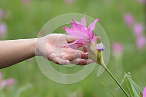 Hands touching pink flower siam tulip over green background