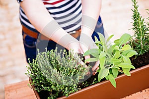 Hands transplanting sage on a pot