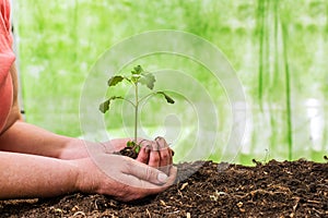 hands transplanting seedlings. Preparing seedlings for new growth and seasonal planting. Gardening concept