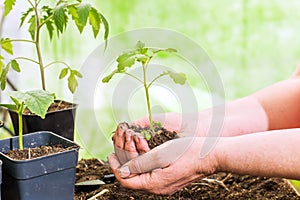 hands transplanting seedlings. Preparing seedlings for new growth and seasonal planting. Gardening concept