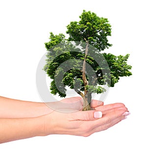 Hands and tree isolated