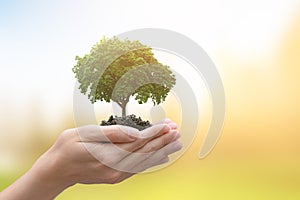 Hands of trees growing seedlings. bokeh green background. Earth Day in the concept