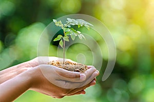 In the hands of trees growing seedlings Bokeh green Background Female hand holding tree nature field grass Forest conservation