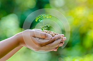 In the hands of trees growing seedlings. Bokeh green Background Female hand holding tree nature field grass Forest conservation