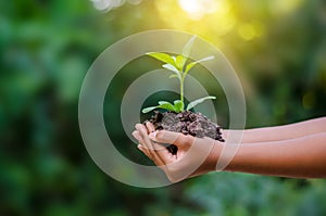 In the hands of trees growing seedlings. Bokeh green Background Female hand holding tree on nature field grass Forest conservation