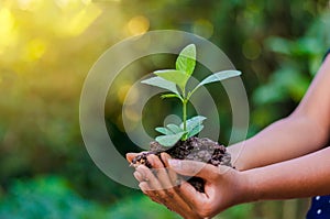 In the hands of trees growing seedlings. Bokeh green Background Female hand holding tree on nature field grass Forest conservation