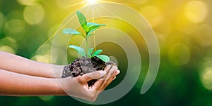 In the hands of trees growing seedlings. Bokeh green Background Female hand holding tree on nature field grass Forest conservation