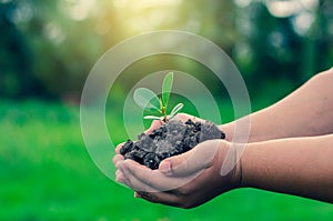 In the hands of trees growing seedlings. Bokeh green Background Female hand holding tree on nature field grass Forest conservation