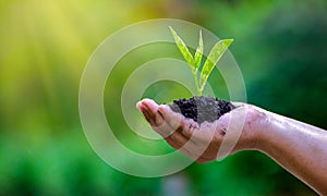 In the hands of trees growing seedlings. Bokeh green Background Female hand holding tree on nature field grass Forest conservation