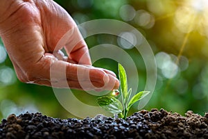 In the hands of trees growing seedlings. Bokeh green Background Female hand holding tree on nature field grass Forest conservation
