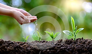 In the hands of trees growing seedlings. Bokeh green Background Female hand holding tree on nature field grass Forest conservation