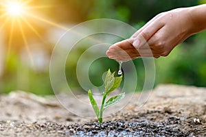 In the hands of trees growing seedlings. Bokeh green Background Female hand holding tree on nature field grass Forest conservation