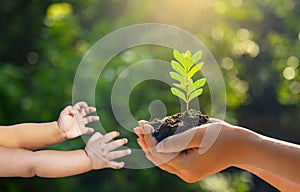 In the hands of trees growing seedlings. Bokeh green Background Female hand holding tree on nature field grass Forest conservation