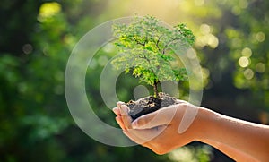 In the hands of trees growing seedlings. Bokeh green Background Female hand holding tree on nature field grass Forest conservation