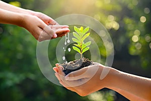 In the hands of trees growing seedlings. Bokeh green Background Female hand holding tree on nature field grass Forest conservation