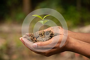In the hands of trees growing seedlings. green Background Female hand holding tree on nature field grass Forest conservation