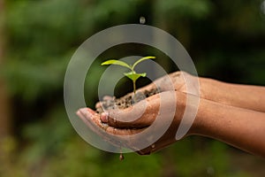 In the hands of trees growing seedlings. green Background Female hand holding tree on nature field grass Forest conservation