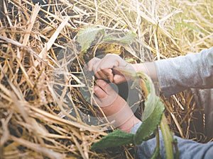 Hands trying to extirpate a branch of a plant from the pile of dry grasses photo