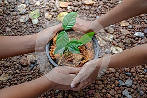 Hands of two boys holding young tree pot with soil top-view in blurred ground and sunlight background at outdoor garden concept of