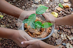 Hands of two girls holding young green tree pot with soil top-view in blurred ground and soft sunlight background at outdoor