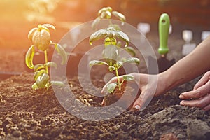 Hands of unknown woman are planting young green basil sprout or plant in black ground. Sunlight, soil, small garden