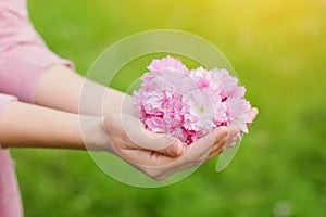 Hands of unrecognizable woman holding pink cherry blossoms