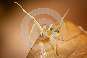 Hands up! A little yellow bold spider