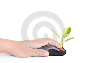 Hands using mouse with plant