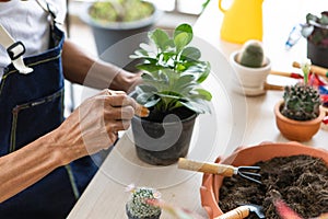 Hands using small gardenning tool to planting a tiny botany photo