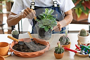 Hands using small gardenning tool to planting a tiny botany photo