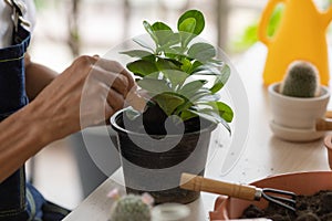 Hands using small gardenning tool to planting a tiny botany photo