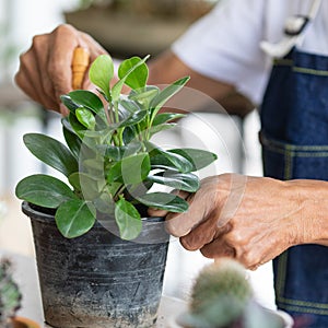 Hands using small gardenning tool to planting a tiny botany photo