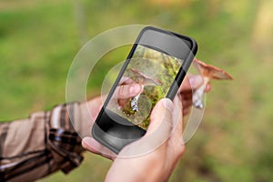 hands using smartphone app to identify mushroom