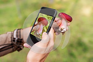 hands using smartphone app to identify mushroom