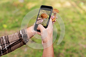 hands using smartphone app to identify mushroom