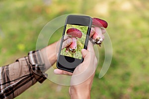 hands using smartphone app to identify mushroom