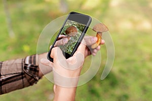 hands using smartphone app to identify mushroom